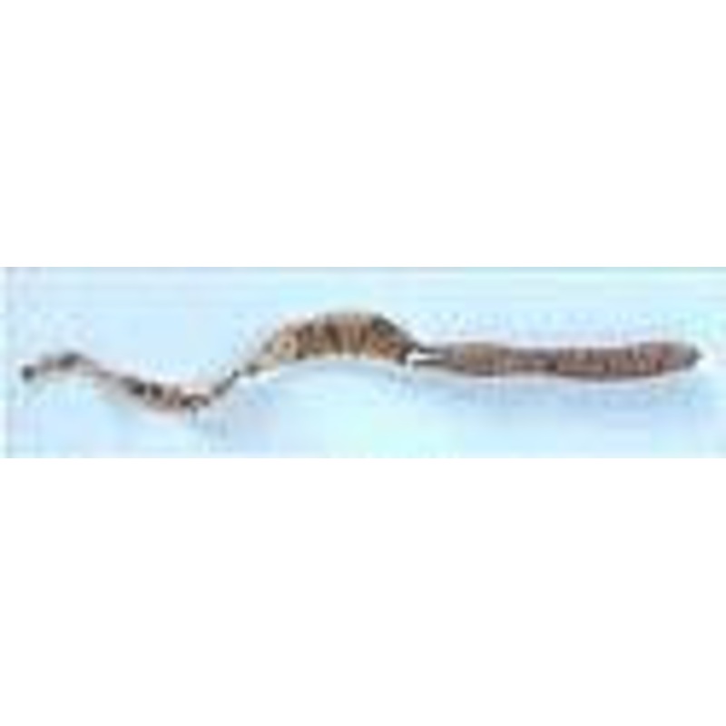 Mister Twister Exude Ribbon Worm 7.5" 8bag Pumpkin Pepper